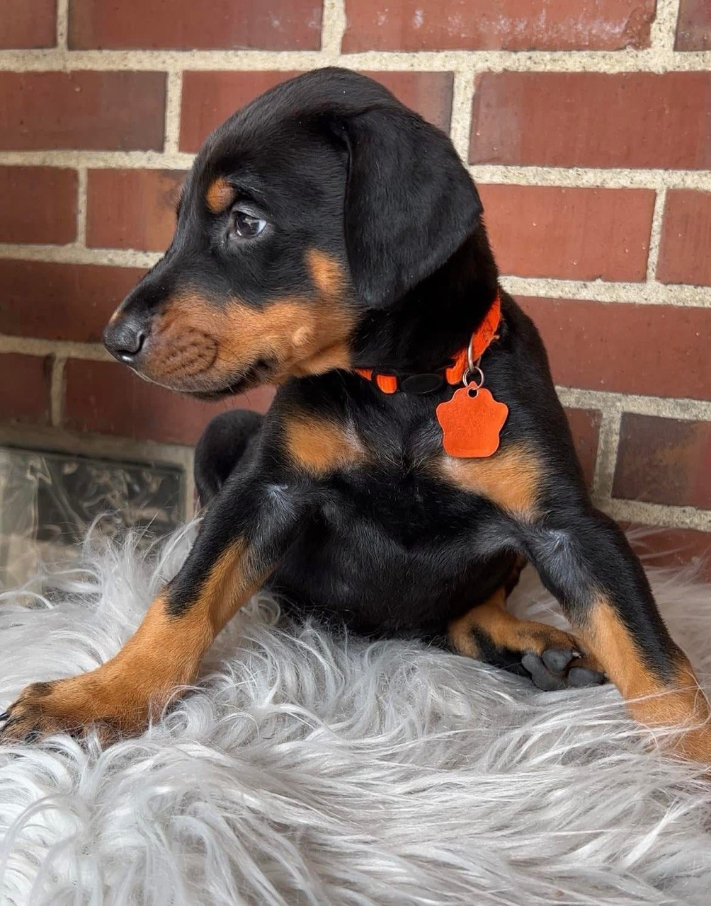 Leo, black & rust European-line Doberman Pinscher puppy — photo 2 of 4