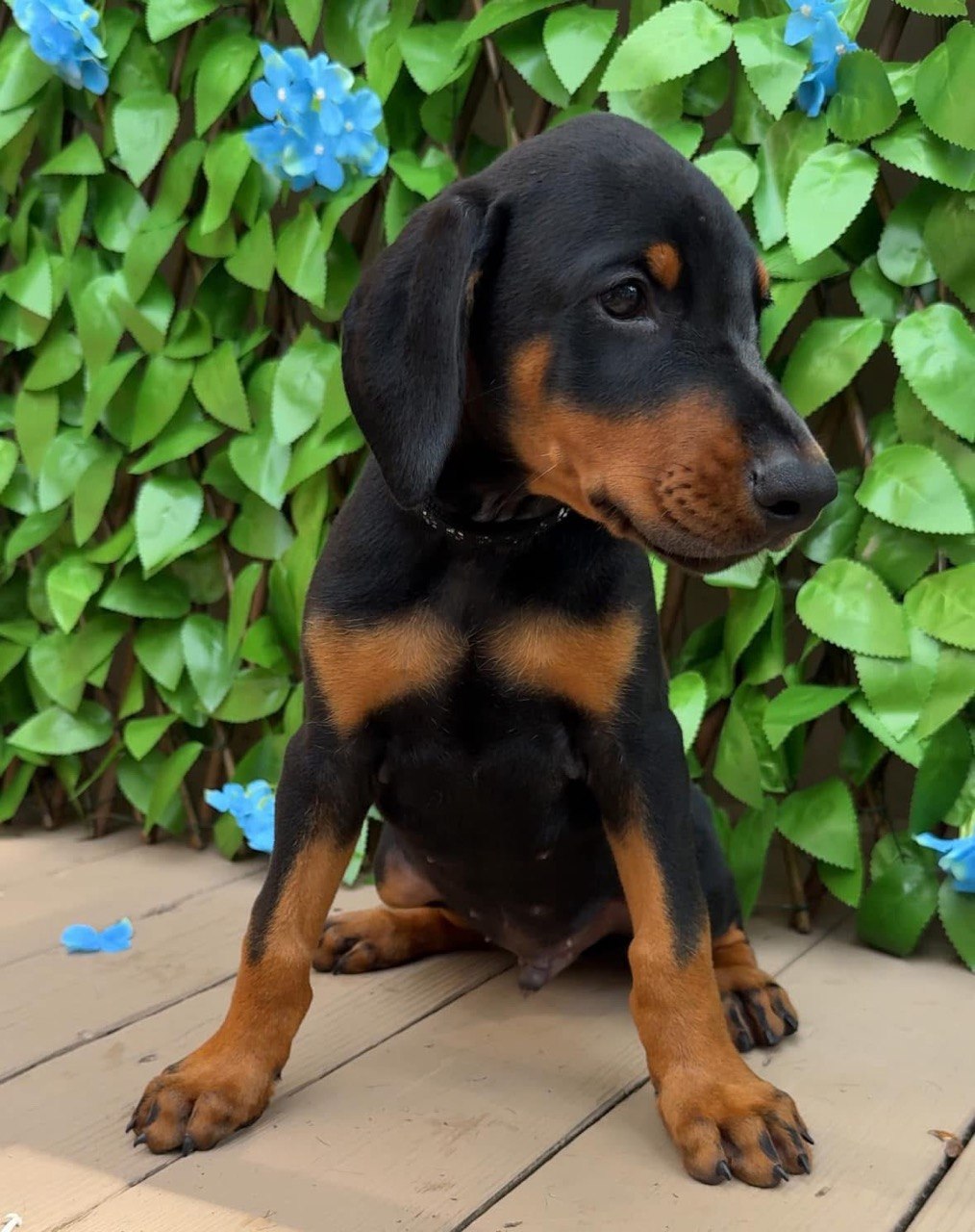 Blue, black & rust European-line Doberman Pinscher puppy — photo 2 of 7