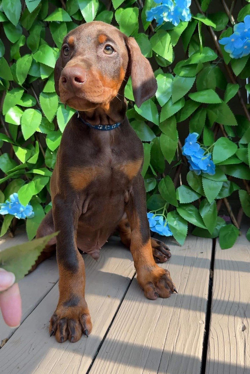 Billy, red & rust European-line Doberman Pinscher puppy — photo 3 of 6