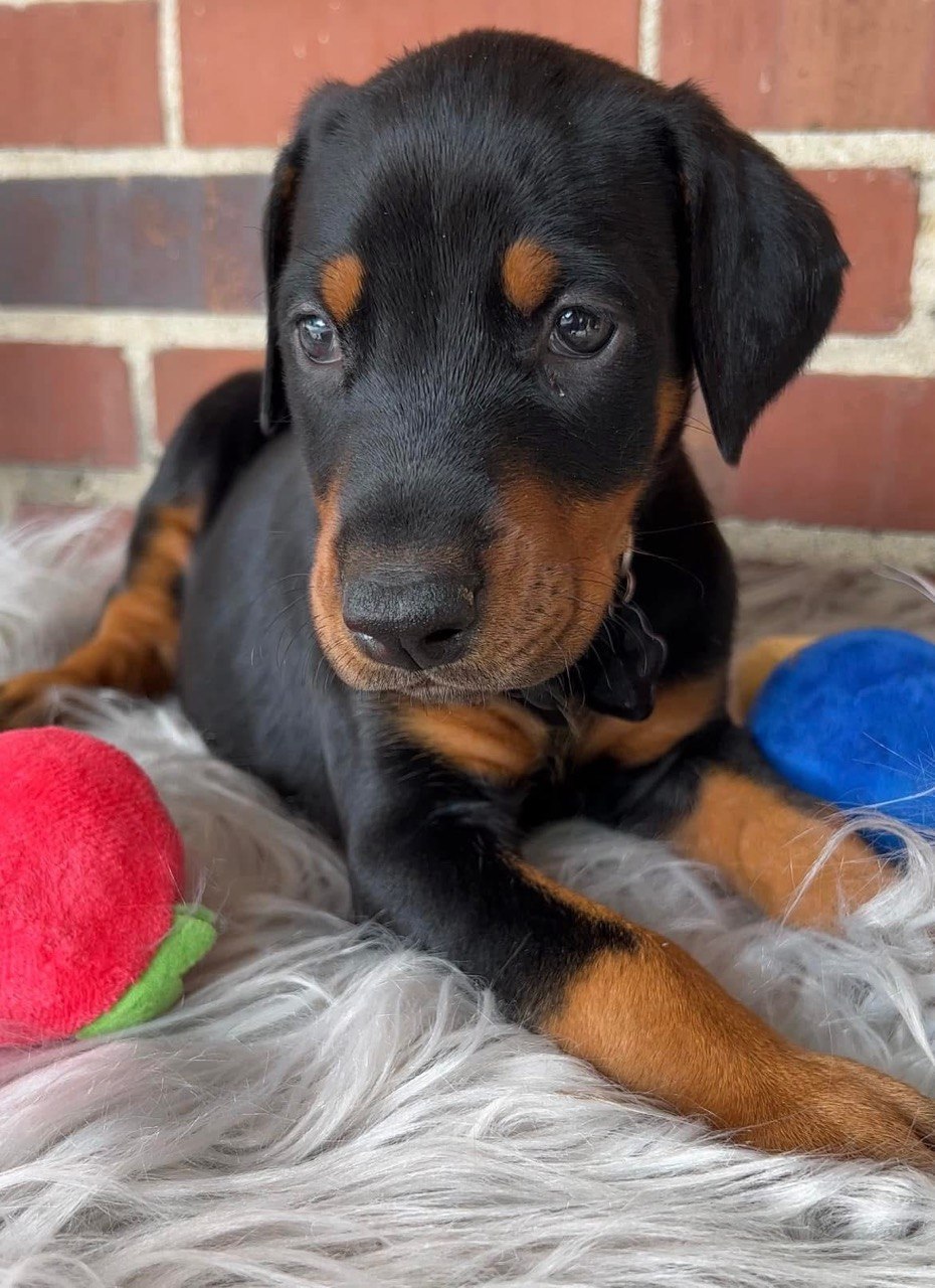 Luna, European-line Doberman Pinscher puppy — photo 1 of 4