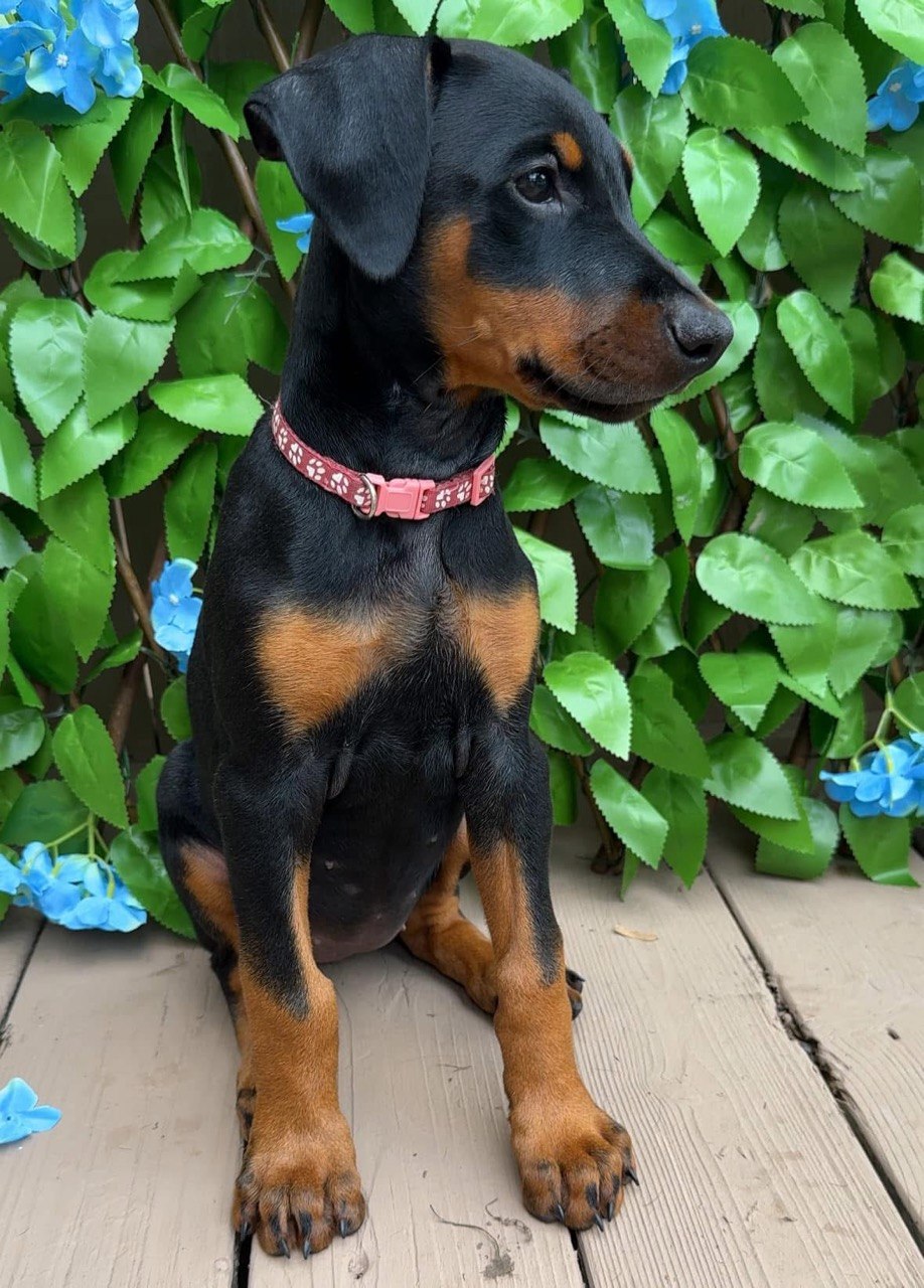 Queen, black & rust European-line Doberman Pinscher puppy — photo 6 of 6