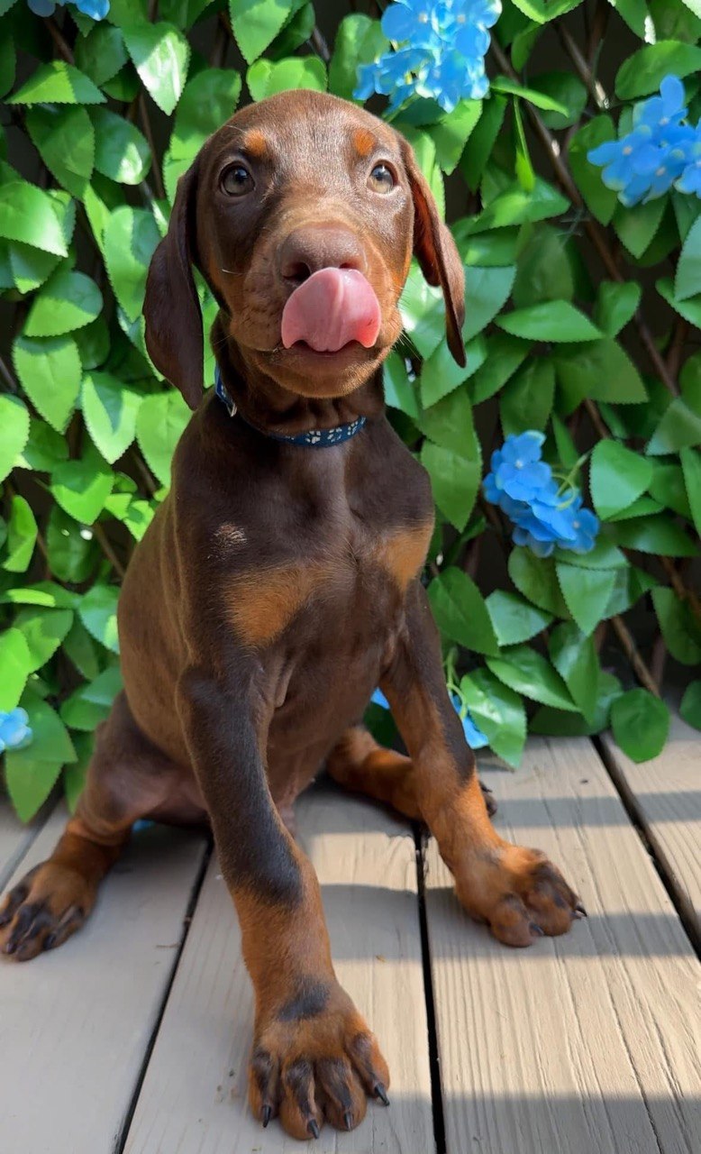 Billy, red & rust European-line Doberman Pinscher puppy — photo 4 of 6