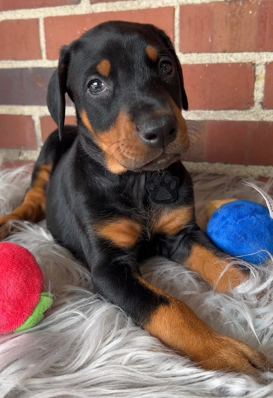 Luna, European-line Doberman Pinscher puppy — photo 3 of 4