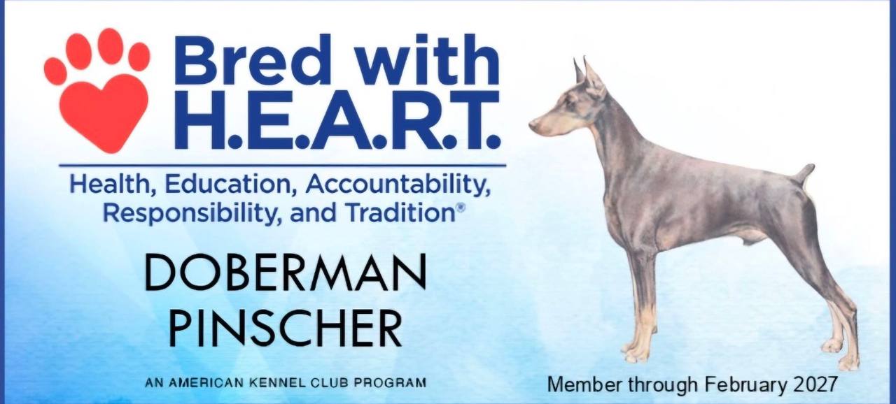 AKC Bred with H.E.A.R.T. Doberman Pinscher membership certificate — member through February 2027