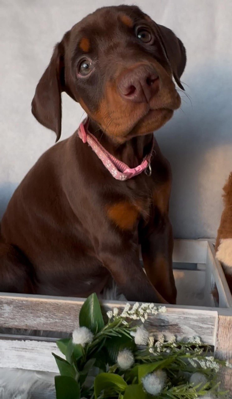 Iris, European-line Doberman Pinscher puppy — photo 5 of 5