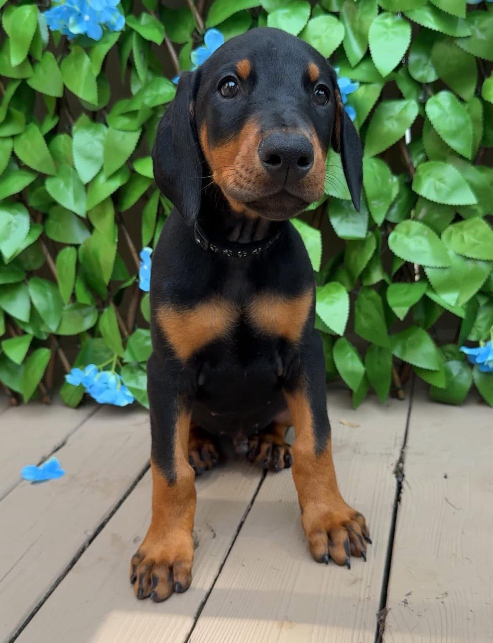 Blue, black & rust European-line Doberman Pinscher puppy — photo 1 of 7