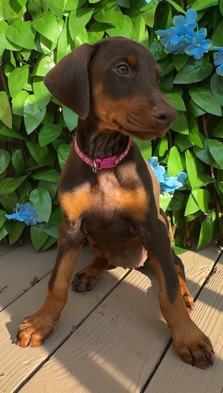 Bella, red & rust European-line Doberman Pinscher puppy — photo 5 of 5