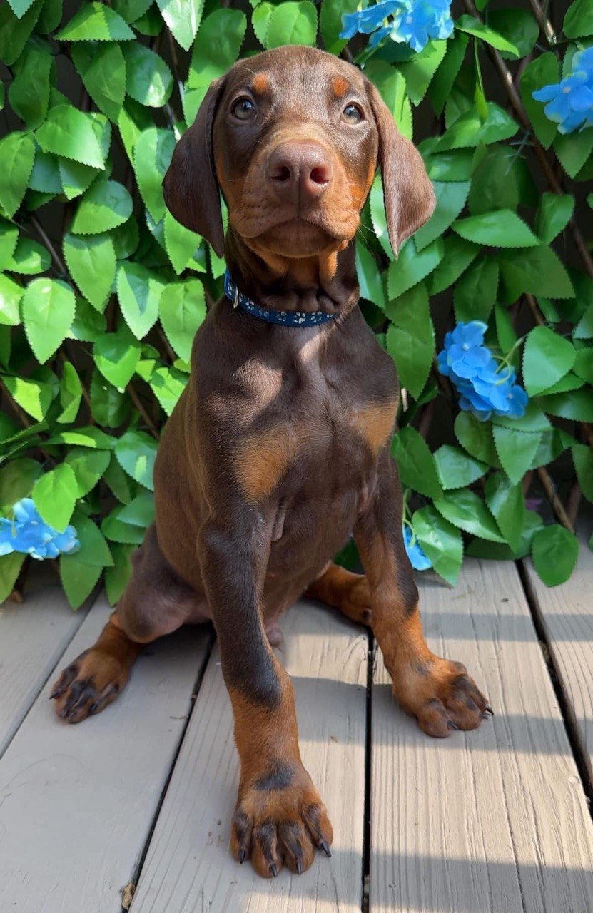 Billy, Red & Rust Doberman Pinscher puppy