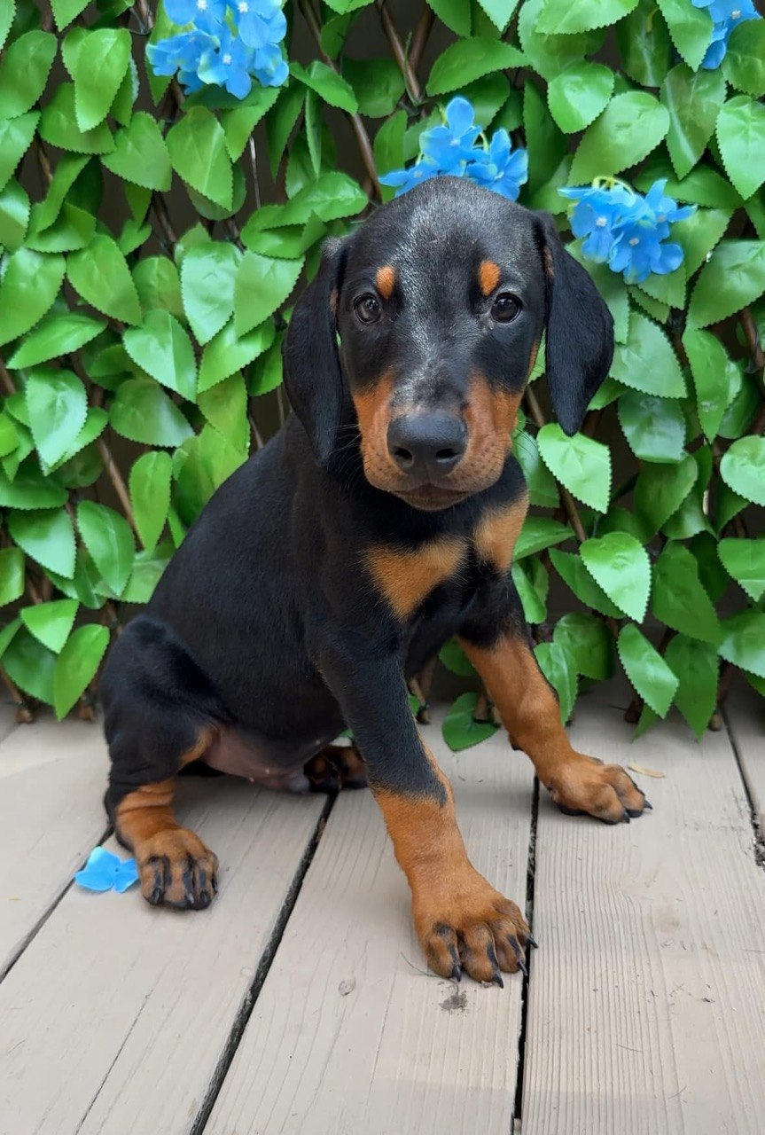Blue, black & rust European-line Doberman Pinscher puppy — photo 7 of 7
