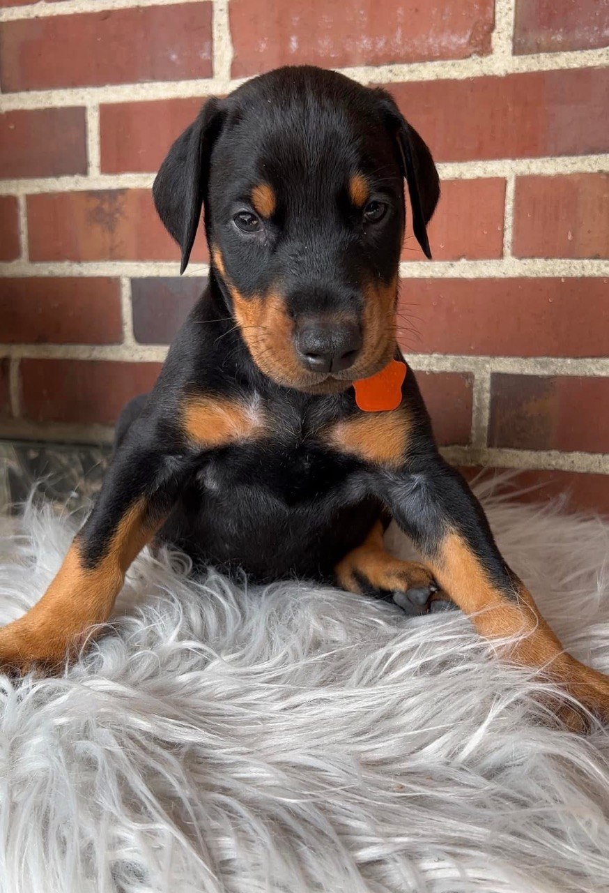 Leo, black & rust European-line Doberman Pinscher puppy — photo 4 of 4