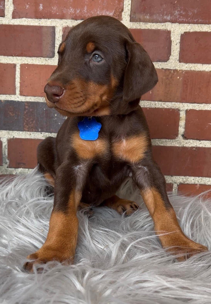Jeff, European-line Doberman Pinscher puppy — photo 2 of 4